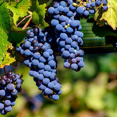 Château de Rouffiac - Malbec