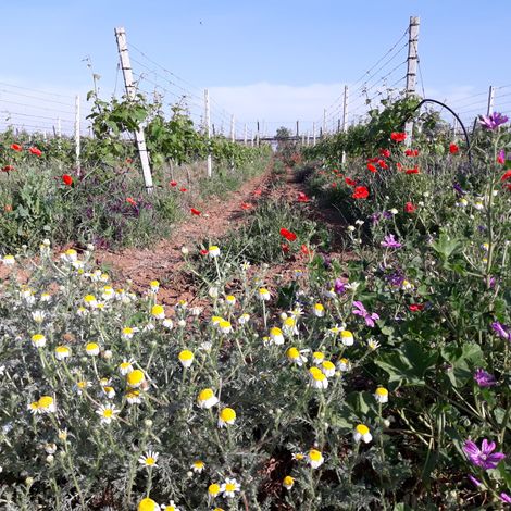Vineyard