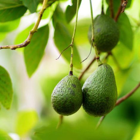 greener and fresher avocado fruits