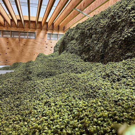 HOP HEAD FARMS, LLC