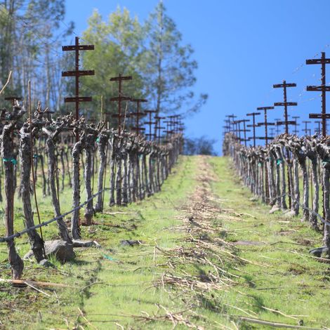 Hesp vineyard 2.jpg