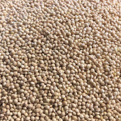 International Feed Worldwide