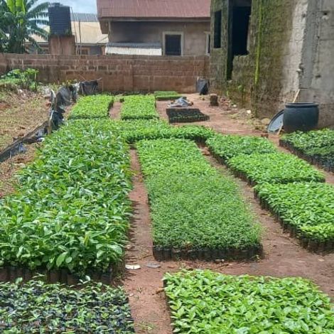 VINI COCOA PLANTATION