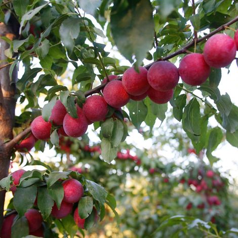 The Flavor Tree Fruit Company, LLC