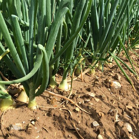 Bedfordshire Growers Ltd - Plantation