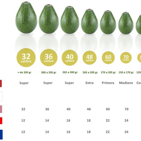 Avocado sizes