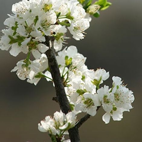 Cirexa S.A.