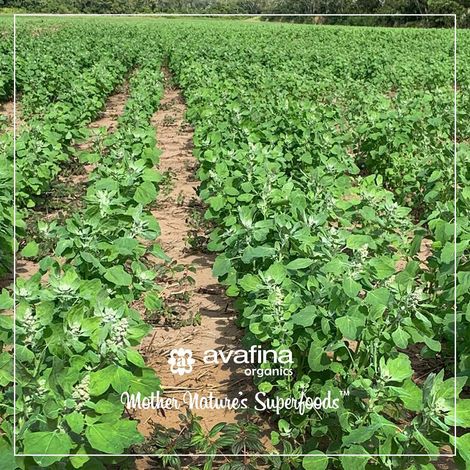 Avafina Organics - Plantation