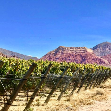 Viñedos Yacoraite_Wine_Vineyard