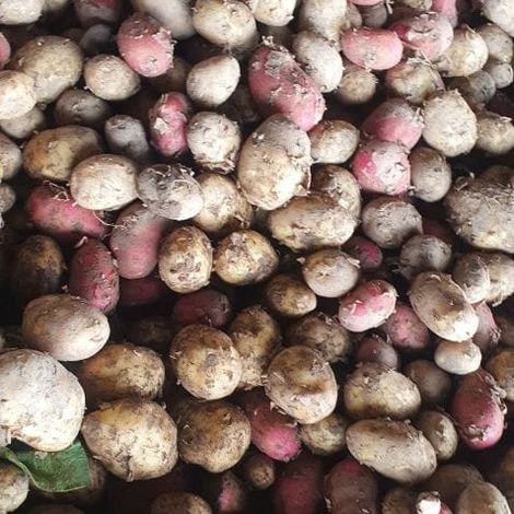 Potatoes