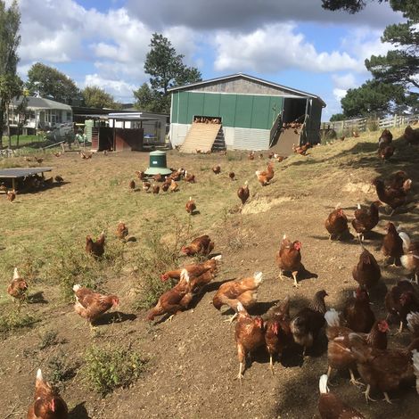 Aotearoa Free Range Eggs Limited