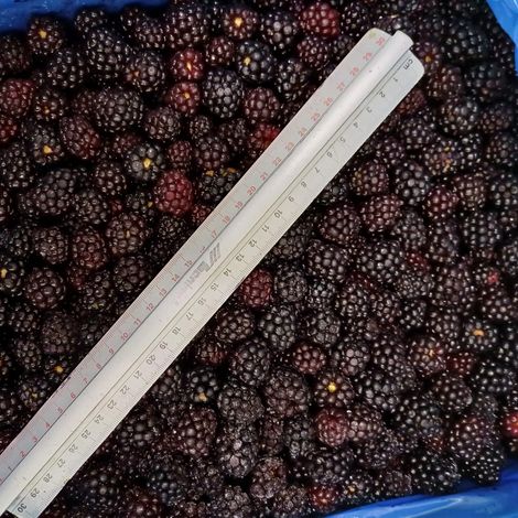 IQF CULTIVATED BLACKBERRIES
