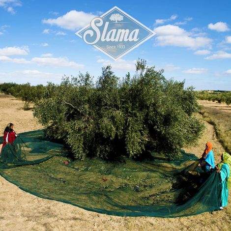 SLAMA HUILES - Plantation
