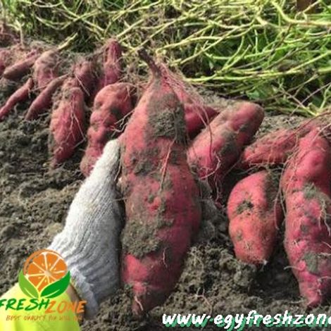 Egyptian Sweet potatoes