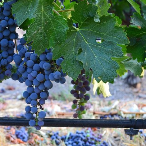 The Debate_Wine_Vineyards