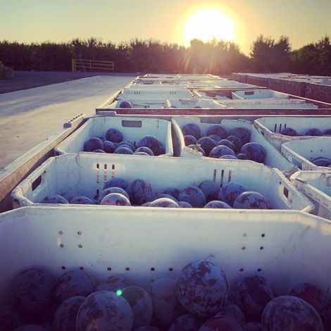 Kingsburg Orchards - Products