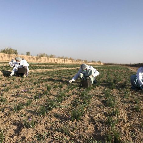 Ghoryan Saffron Ltd. - Hand-Picked Harvest