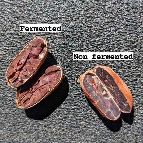 The different fermented and non fermented cocoa bean
