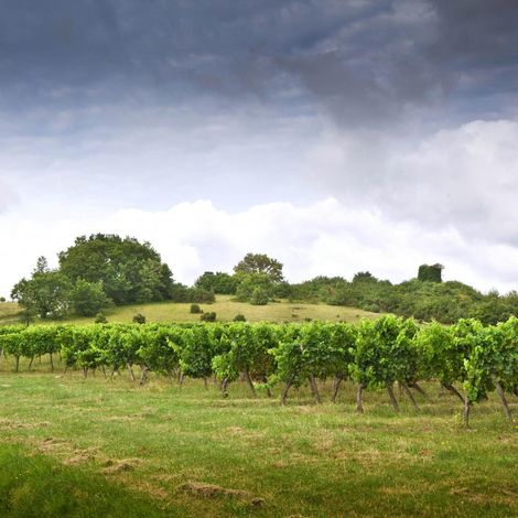 Château Graves du Bert - VIneyard