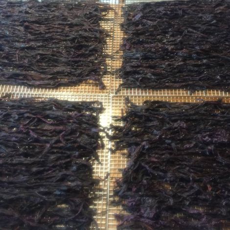 Alaska Coastal Seaweed