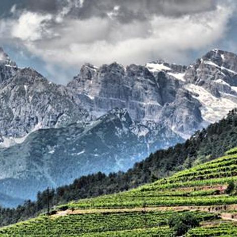 Cantina Villa Corniole_Wine_Vineyard