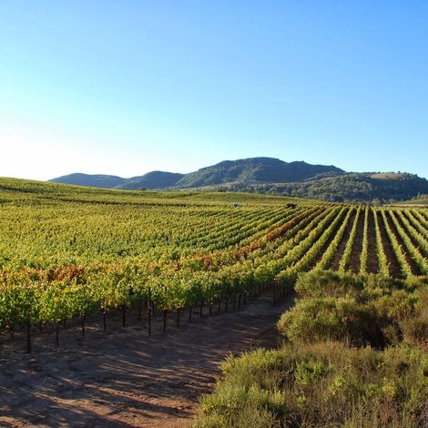 MM VINEYARDS 4.jpg