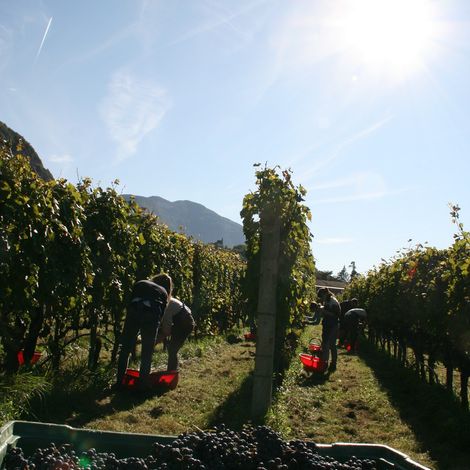 Vineyard