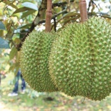 Durians on the tree