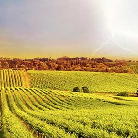 Coup de Foudre Winery_Wine_Vineyard