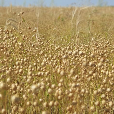 Flax seeds