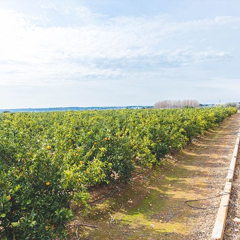 ORANGES ONLINE - NARANJAS QUIQUE - Plantation
