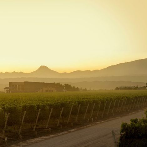 Bodega Septima - Vineyard