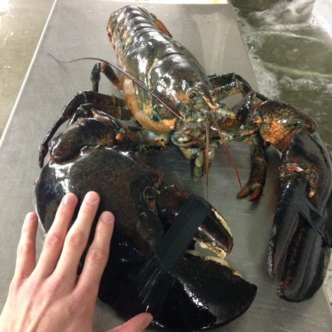 Boston Lobster Company