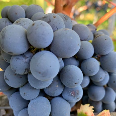 Château La Grâce Dieu_Wine_Vineyards1