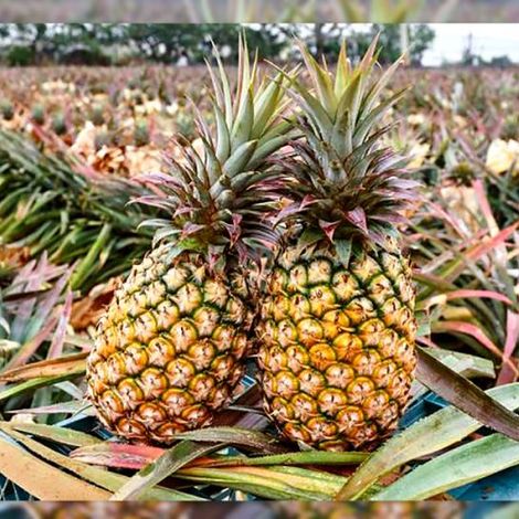 pineapple-banner-650x500.jpg