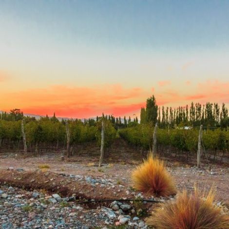 Marale Wines