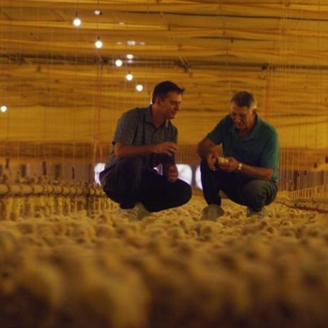 COOPERATIVA AGROINDUSTRIAL LAR - Poultry