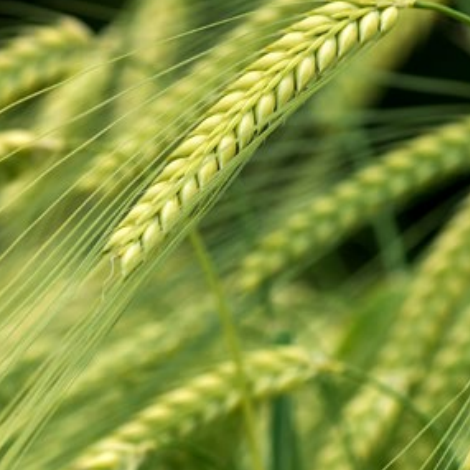 PGP - Malting Barley
