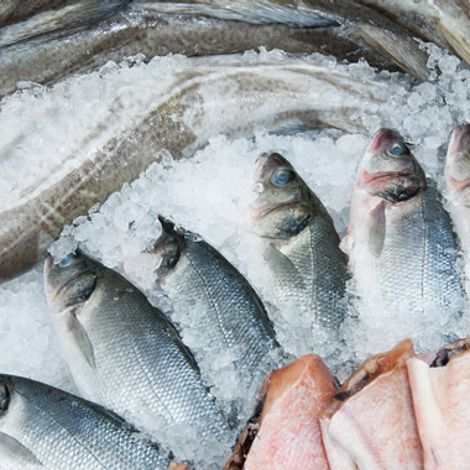 fresh-frozen-fish.jpg