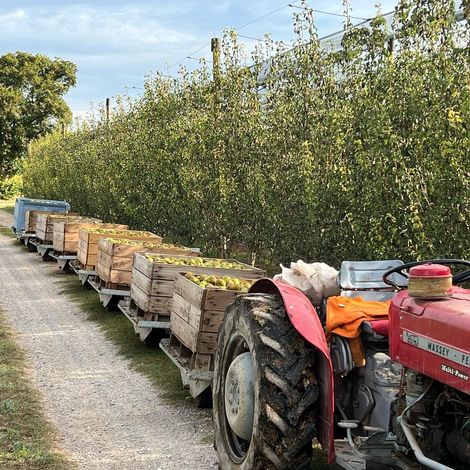 Fri-fruit SL - Plantation