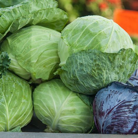 GEVEMO Vegetable Processing GmbH