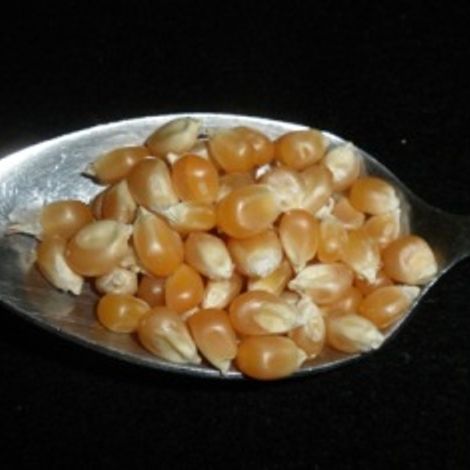 popcorn_mlf.jpg