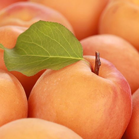 FRUIT SERVICE Fruchthandels- und Transport GmbH