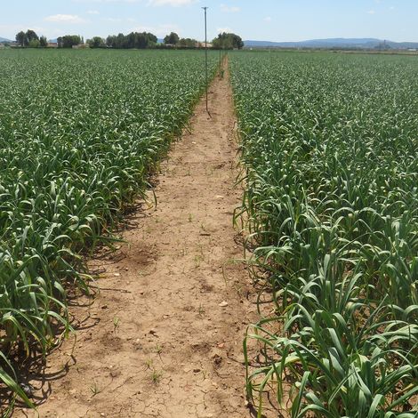 Garlic Plantation