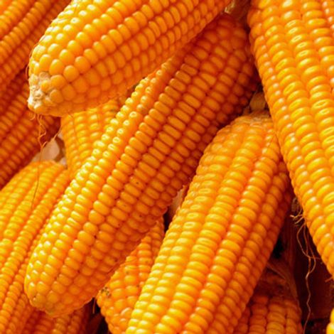 Yellow Maize/Corn for Human Consumption and Animal Feed