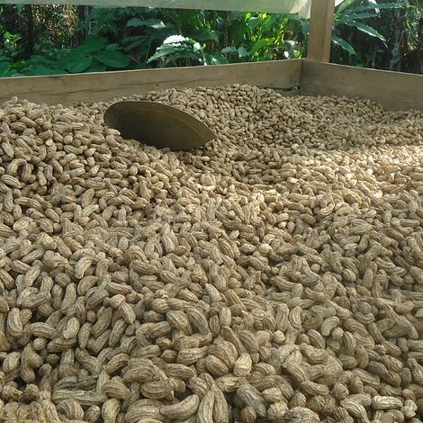 Agricultural production of raw materials