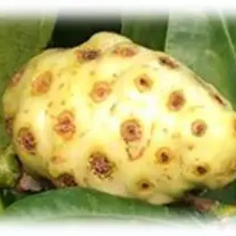 Nora's Plantation Foods Limited