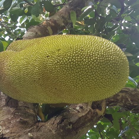 Organic jack fruit, highly rich in protein and vitamins. This was taken at one of our farms.