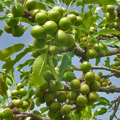 Shea-the-tree-of-life. for that beautiful and glowing skin, try Shea butter