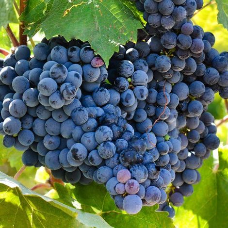Bodega Edelmira_Wines_Grapes